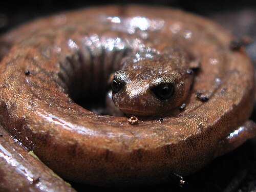 California slender salamander